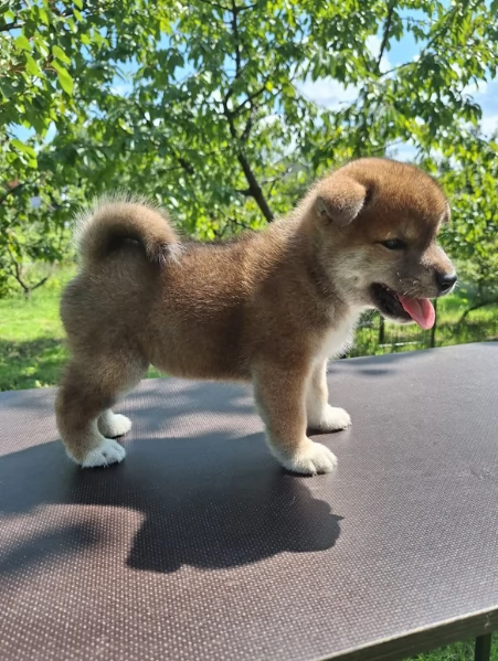 per adozione splendidi cuccioli di Shiba Inu | Foto 1