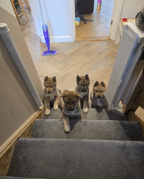 meraviglioso cuccioli di shiba Inu per adozione 