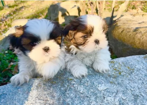 deliziosi cuccioli di shitzu | Foto 0