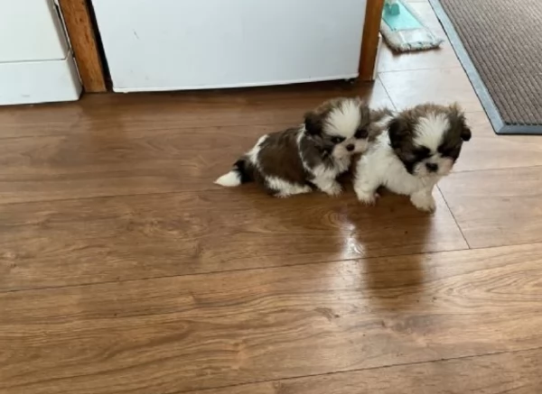 deliziosi cuccioli di shitzu | Foto 1