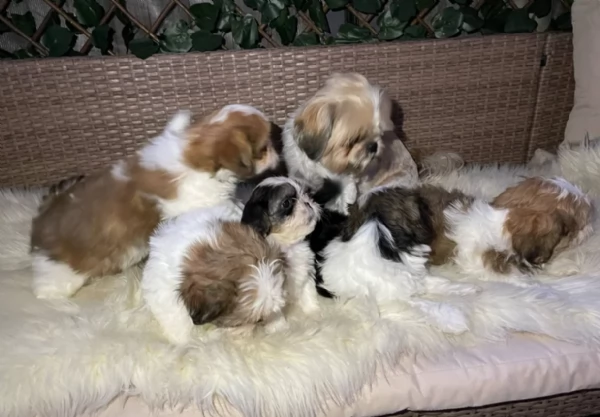 deliziosi cuccioli di shitzu | Foto 1