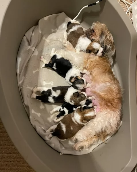 deliziosi cuccioli di shitzu