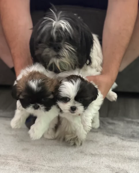 deliziosi cuccioli di shitzu | Foto 1