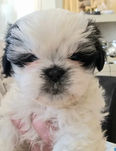 deliziosi cuccioli di shitzu | Foto 1