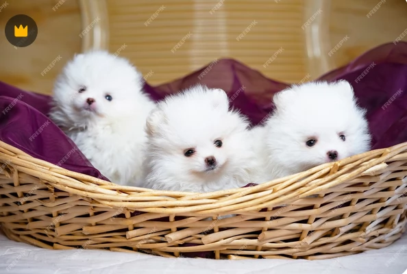 Preziosi cuccioli di Pomerania in adozione | Foto 0