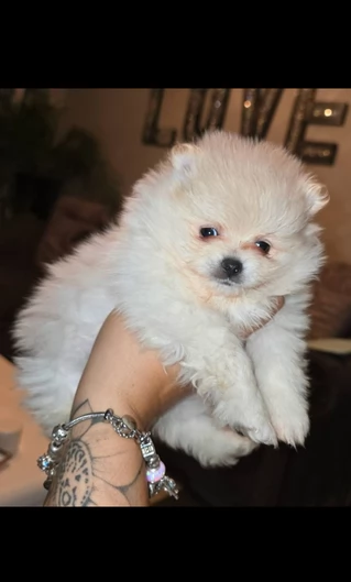 Disponibili cuccioli di Pomerania per adozione regalo | Foto 3