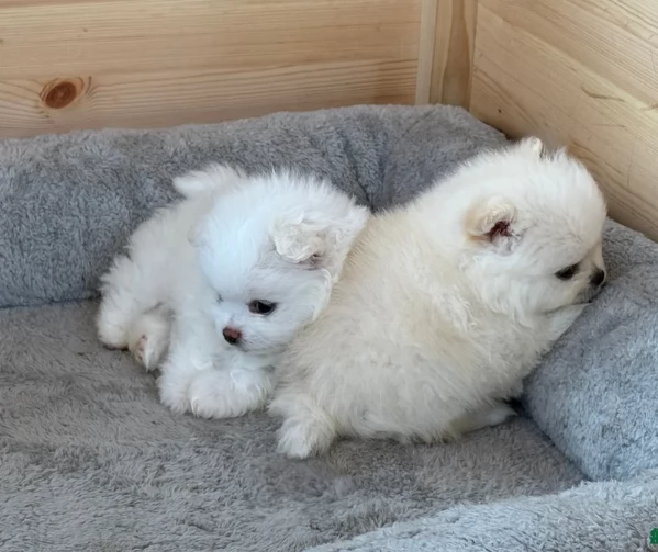 Disponibili cuccioli di Pomerania per adozione regalo