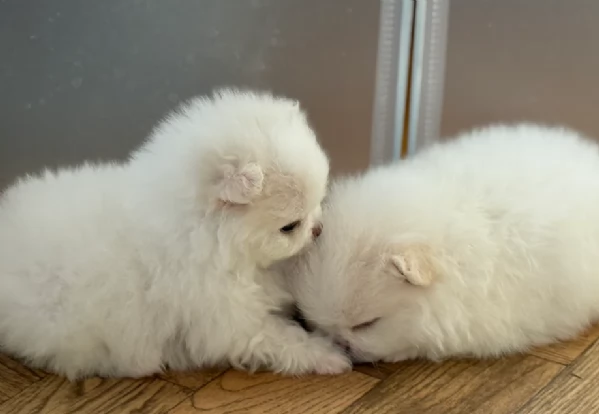 Disponibili cuccioli di Pomerania per adozione regalo | Foto 0