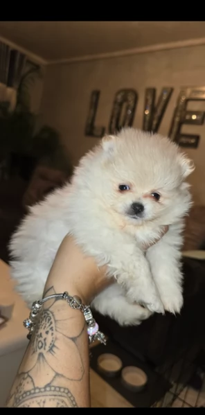 Disponibili cuccioli di Pomerania per adozione regalo