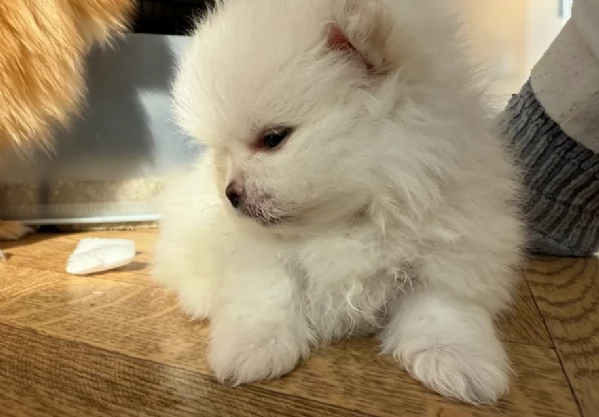 Disponibili cuccioli di Pomerania per adozione regalo | Foto 2