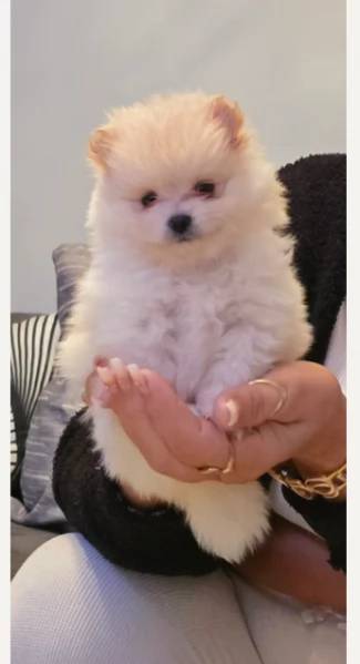 Disponibili cuccioli di Pomerania per adozione regalo