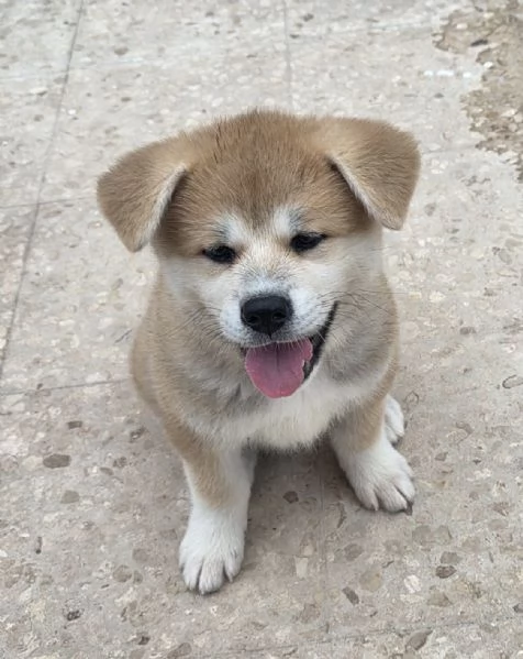 Cuccioli Akita Inu