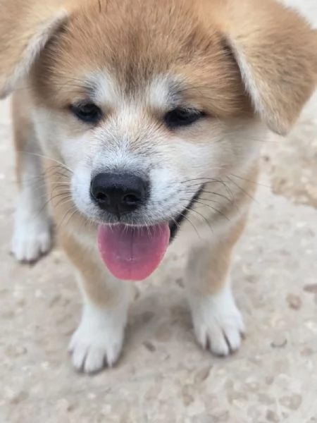 Cuccioli Akita Inu | Foto 4