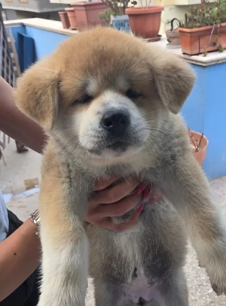 Cuccioli Akita Inu | Foto 3