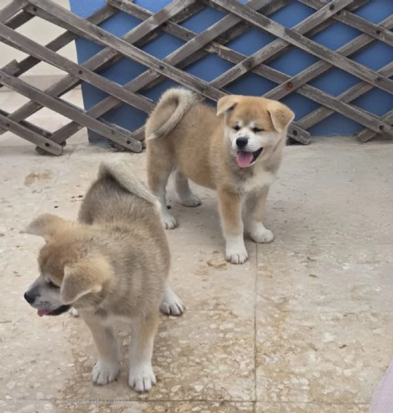 Cuccioli Akita Inu | Foto 2