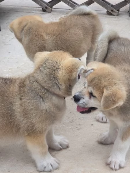 Cuccioli Akita Inu | Foto 1