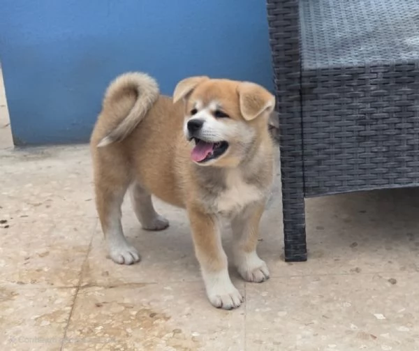 Cuccioli Akita Inu | Foto 0