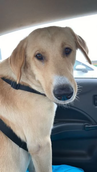 Cercasi famiglia per Jack