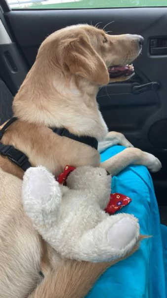 Cercasi famiglia per Jack | Foto 2