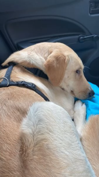 Cercasi famiglia per Jack | Foto 1