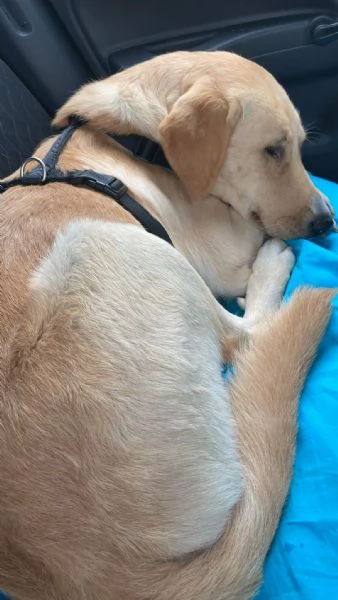 Cercasi famiglia per Jack | Foto 0