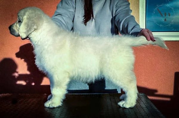 Golden Retriever – cuccioli bellissimi