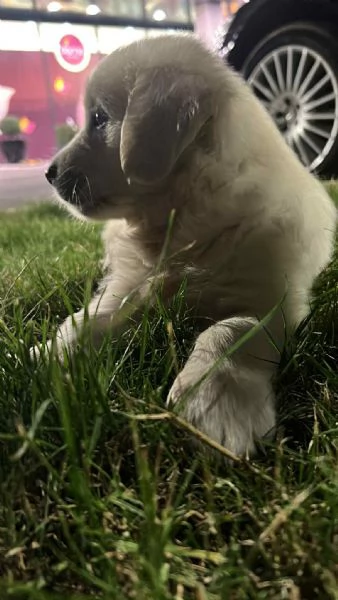Golden Retriever – cuccioli bellissimi | Foto 2