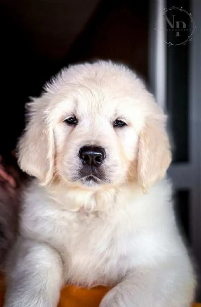 Golden Retriever – cuccioli bellissimi | Foto 1