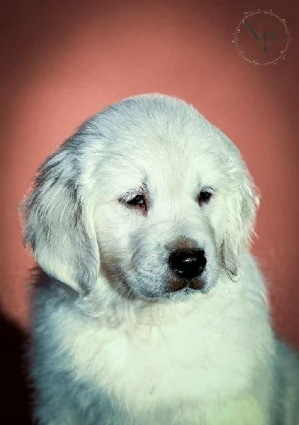 Golden Retriever – cuccioli bellissimi | Foto 0
