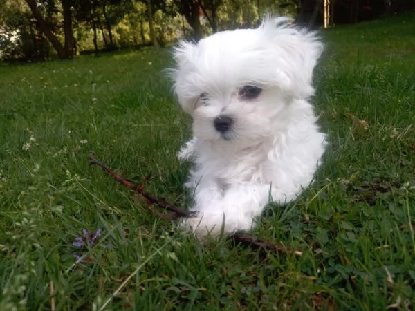 Cuccioli di razza Maltese Toy