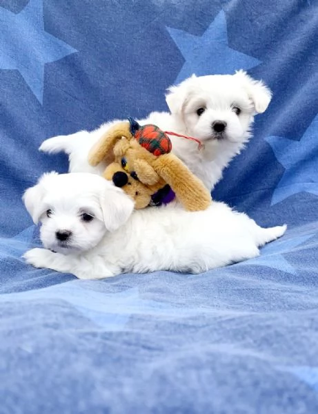 Cuccioli di razza Maltese Toy | Foto 0