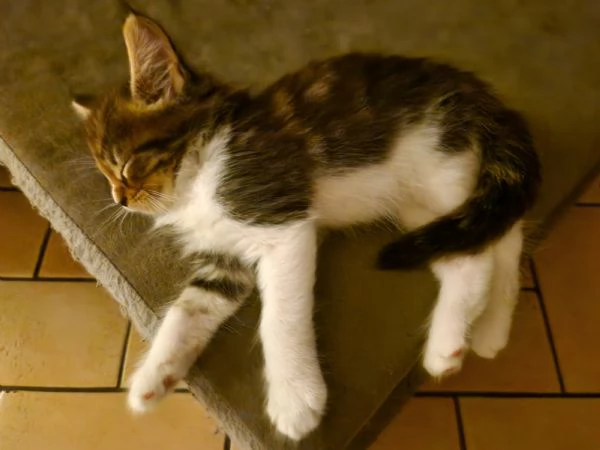 Ultimo cucciolo di Maine Coon prenotabile | Foto 2