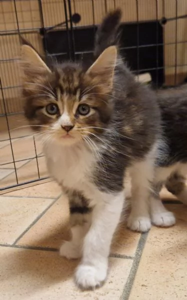Ultimo cucciolo di Maine Coon prenotabile | Foto 1