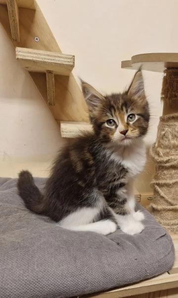 Ultimo cucciolo di Maine Coon prenotabile | Foto 0