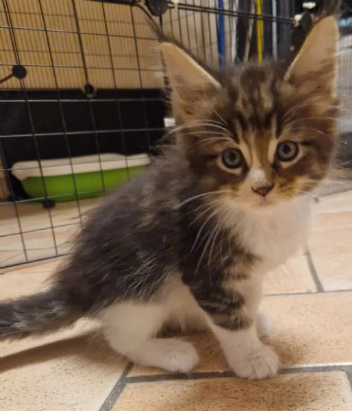 Ultimo cucciolo di Maine Coon prenotabile
