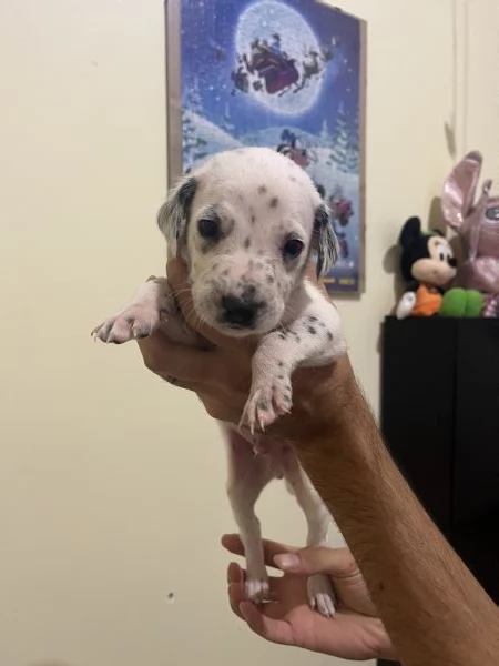 Cucciolo dalmata  | Foto 6