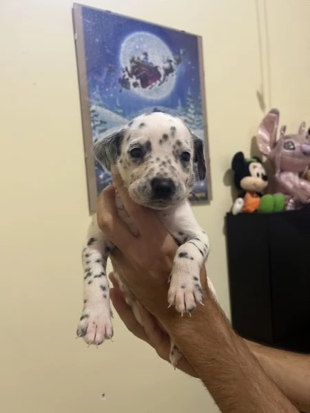 Cucciolo dalmata 