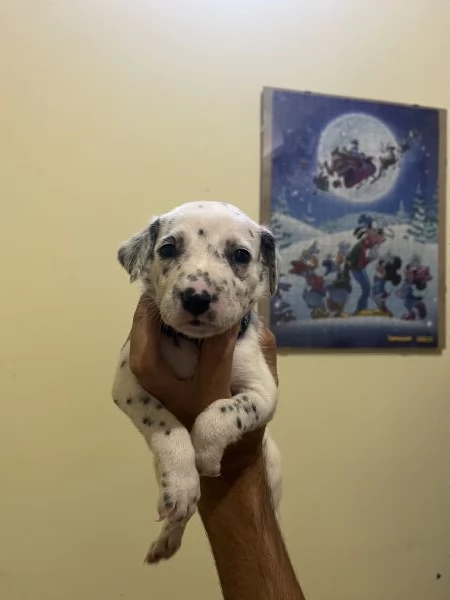 Cucciolo dalmata  | Foto 5