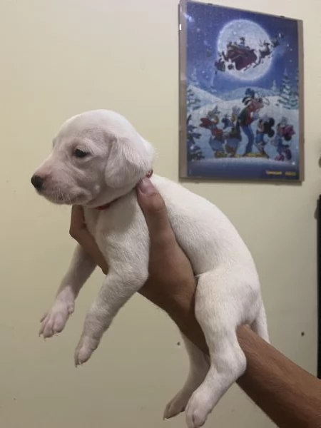 Cucciolo dalmata  | Foto 3