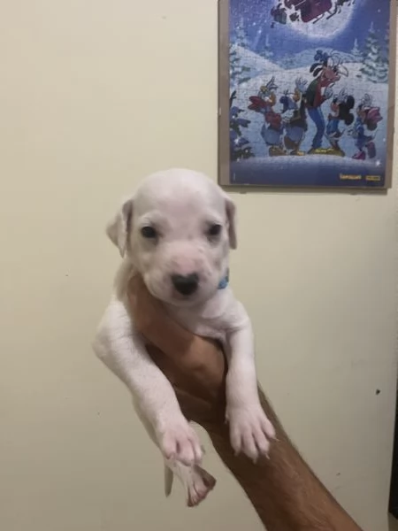 Cucciolo dalmata  | Foto 2