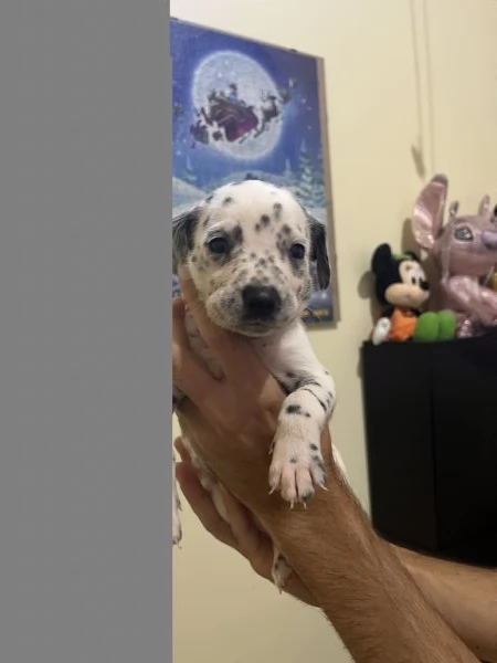 Cucciolo dalmata  | Foto 1