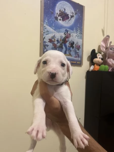 Cucciolo dalmata  | Foto 0