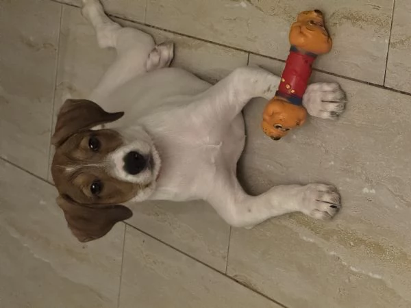 Regalo cucciola  | Foto 5