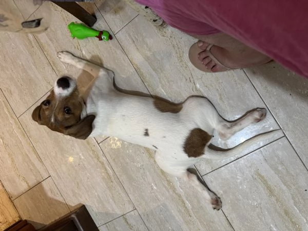 Regalo cucciola  | Foto 4