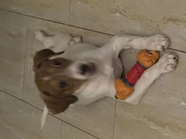 Regalo cucciola  | Foto 3