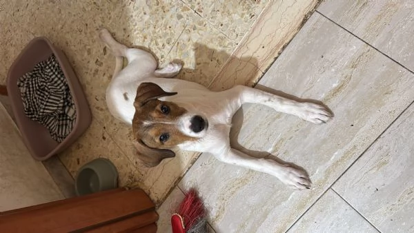 Regalo cucciola  | Foto 2