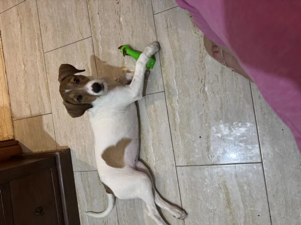 Regalo cucciola  | Foto 1