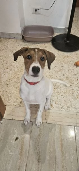 Regalo cucciola  | Foto 0