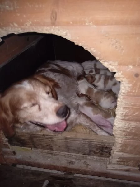 Vendita cuccioli Breton