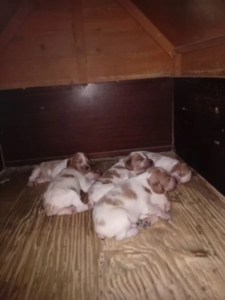 Vendita cuccioli Breton | Foto 0